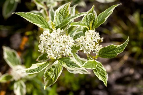 Pflanzen für Dich Gehölze Cornus alba Sibirica Variegata - Gartenzäune: Aufrechter, buschiger Weißer Hartriegel mit eleganten weißen Blüten, ideal für halbschattige und windgeschützte Standorte.