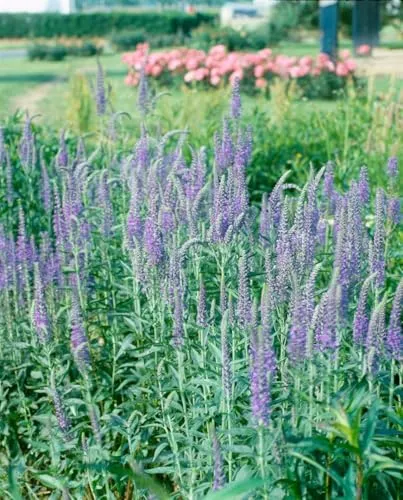 Veronica longifolia 9x9 cm Topf – Winterhart, Mehrjährig, Pflegeleicht – Ehrenpreis – Staude für Beet & Rabatte