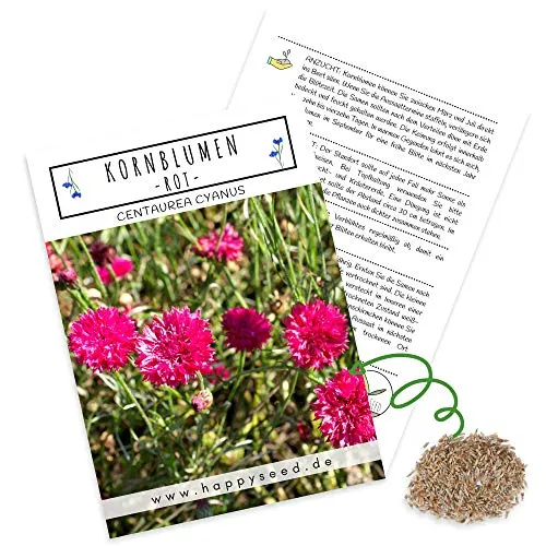 Kornblumen Samen (Centaurea cyanus) - Wunderschön leuchtende Blumen mit langer Blütezeit für eine bunte Blumenwiese (Rot, 1000 Korn, 80 cm)