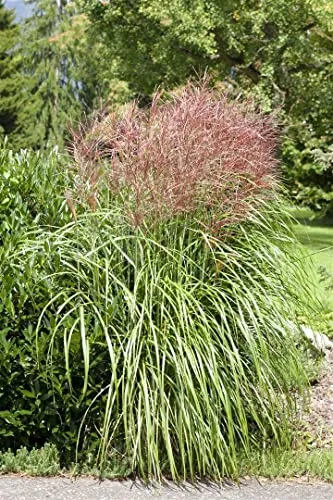 Miscanthus Sinensis Große Fontäne - Chinaschilf im 3-5 Liter Container - Gräser mit eleganten überhängenden Halmen und silbrig-weißen Blütenrispen, ideal als Sichtschutz und pflegeleicht, erreicht bis zu 200 cm Höhe.