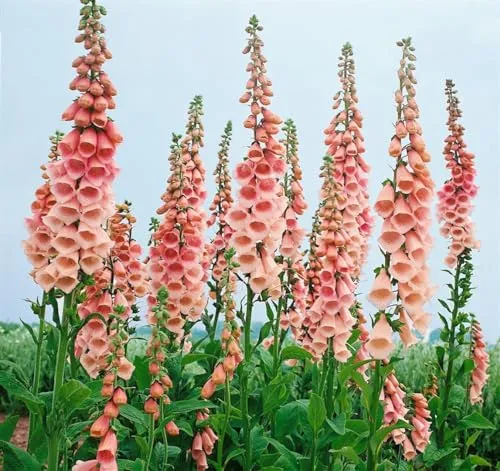 Digitalis purpurea 'Apricot' ca. 9x9 cm Topf - Fingerhut, apricotfarbene Blüten, Blütezeit Juni-August, bienenfreundlich, ideal für naturnahe Gärten