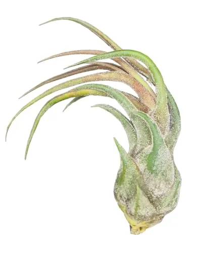 Tillandsia pruinosa v. guatemala