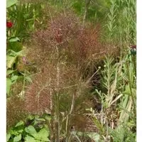 Produktbild Purpur Fenchel - Foeniculum vulgare