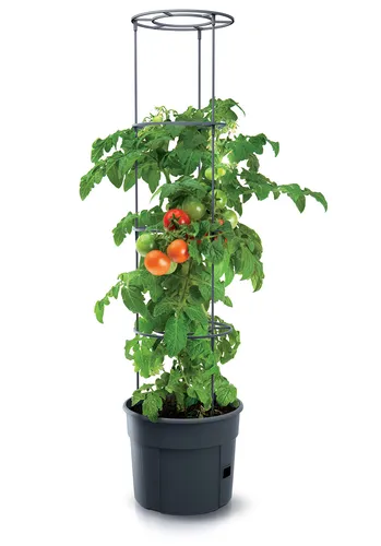 Tomaten-Macetero Prosperplast - Hochwertiger Pflanzkübel aus Kunststoff, Anthrazit, ideal für Garten und Balkon