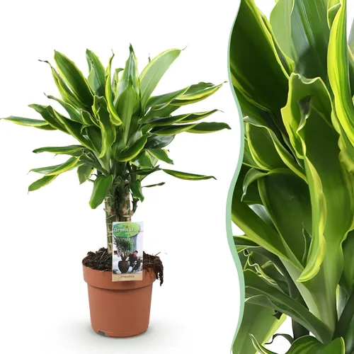 Produktbild Dracaena fragrans Golden Coast