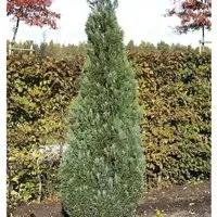 Produktbild Blaue Kegelzypresse 50-60cm