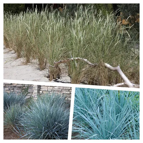 Sylter Strandziergras KOLLEKTION 1 Liter (Ziergras/Gräser/Winterhart) BLICKFANG - Stauden Gänge 3 x