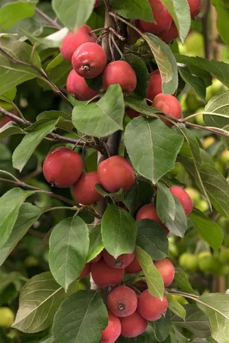 Malus Eleyi Zierapfel mit roten Blüten 100–125 cm - Der Malus ‘Eleyi’ Zierapfel ist ein attraktives Ziergehölz mit leuchtenden Blüten und einem kompakten Wuchs. Ideal für jede Gartengestaltung, bringt er Farbe und Struktur in Ihren Garten.