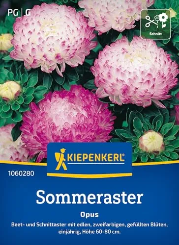 Kiepenkerl Sommerastersamen Opus 1060280 - Beet- und Schnittaster mit edlen, zweifarbigen, gefüllten Blüten - Pflanzensamen, Blumenmischung, Saatgut