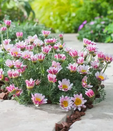 BALDUR Garten 6x Afrikanisches Ringkörbchen, Pflanzen im 9x9 cm-Topf, attraktive Polsterstaude, viele Blüten den ganzen Sommer über, winterhart & pflegeleicht, mehrjährige Staude