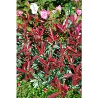 Photinia Fraseri Pink Marble - Bunte Glanzmispel mit 80 cm Stammhöhe - Sträucher mit rosa-weiß marmorierten Blättern und zarten Blüten, pflegeleicht, winterhart und ideal für Kübel oder als Solitär.