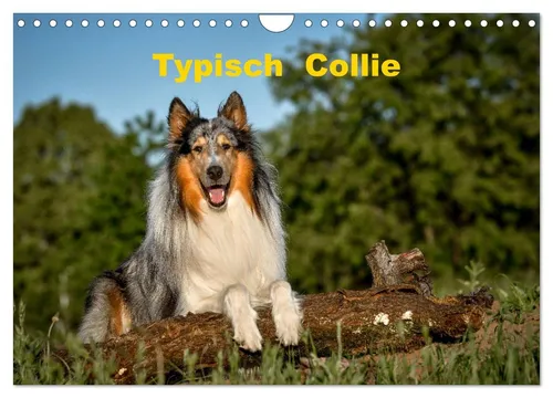 Typisch Collie Wandkalender 2026 - DIN A4 quer mit beeindruckenden Fotografien der eleganten Collies. Ideal für Tierliebhaber und perfekt zur Dekoration oder als Geschenk.