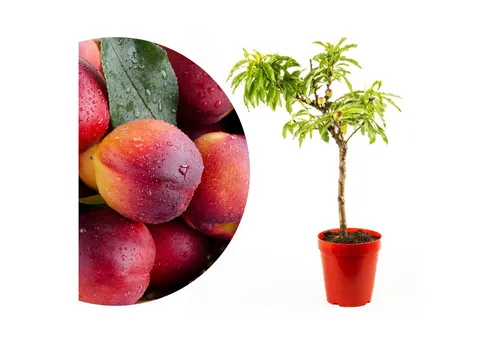 Meine Orangerie Obstpflanze Zwergobst Stämmchen - diverse Sorten, mehrjähriger Obstbaum, winterhartes Zwergobstbäumchen für Garten, Balkon oder Terrasse