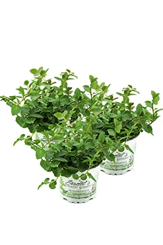 Pflanzen Pfefferminze,Mentha x piperita 3