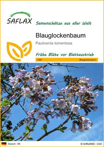 SAFLAX Blumensamen SAFLAX - Samen - Blauglockenbaum