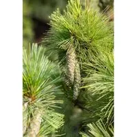 Pinus peuce – Winterharte Mazedonische Kiefer 80–100 cm