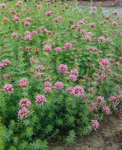 Phuopsis stylosa 9x9 cm Topf – Winterhart, Mehrjährig, Pflegeleicht – Kreuzblume – Bodendecker für Steingarten & Beet