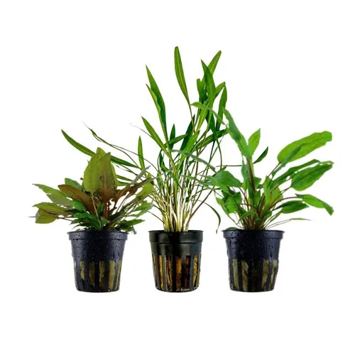 Aquaone Wasserpflanze Pflanzen Set mit 3 Cryptocoryne Aquariumpflanzen Set Nr.238