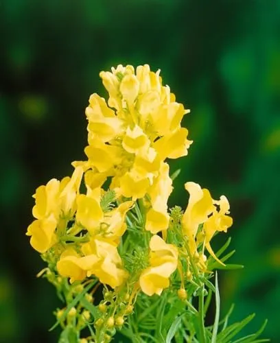 Linaria vulgaris 9x9 cm Topf – Winterhart, Mehrjährig, Pflegeleicht – Gewöhnliches Leinkraut – Staude für Naturgarten & Beet
