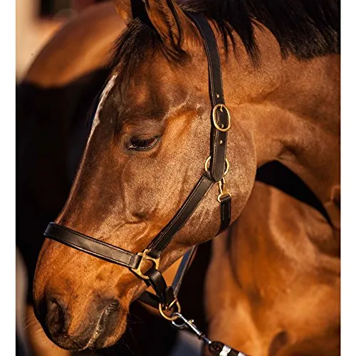 Kerbl Halfter Eco Vollblut, Leder Schwarz, 32256 - Pferdehalfter aus strapazierfähigem Leder, doppelt genäht für hohe Haltbarkeit, mit schweren Messingbeschlägen und optimal verstellbaren Riemen.