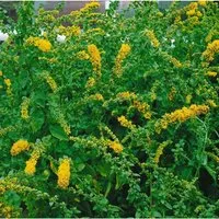 Solidago Sphacelata Golden Fleece Goldrute Ca. 9x9 cm Topf