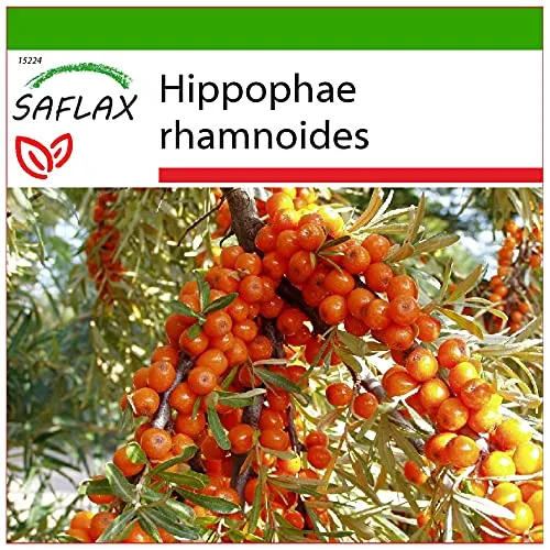 SAFLAX - Heilpflanzen - Sanddorn - 40 Samen - Mit keimfreiem Anzuchtsubstrat - Hippophae rhamnoides