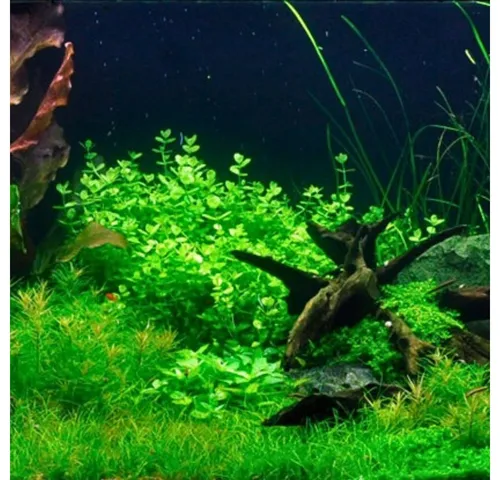 Aquaone Wasserpflanze Aquarium Pflanze Lindernia rotundifolia Nr.045