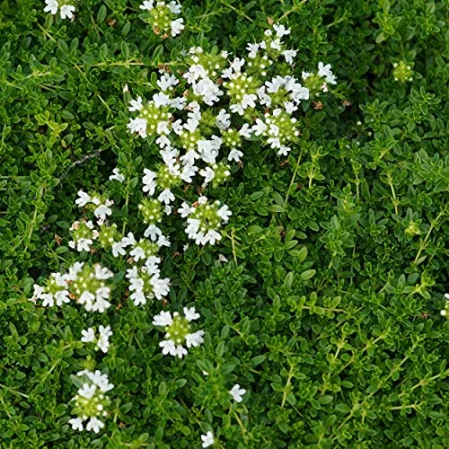 Thymus serpyllum 'Albus'