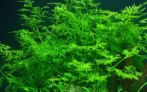 Wasserpflanzen von AquaOne