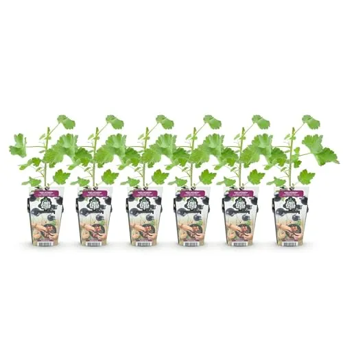 GreenboutiQ in schwarz von Green boutiQ
