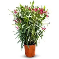 Sunny-Tree Oleander Rot 100/120 cm in rot von Sunny Tree
