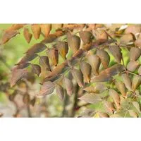 Aralia Elata Japanischer Angelikabaum 125–150 cm - Hausbäume - Pflegeleichter, winterharter Baum mit auffälligen gefiederten Blättern und cremeweißen Blüten, ideal als Solitärpflanze in großen Gärten.