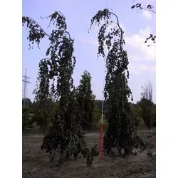 Baumschule Bäume von Baumschule