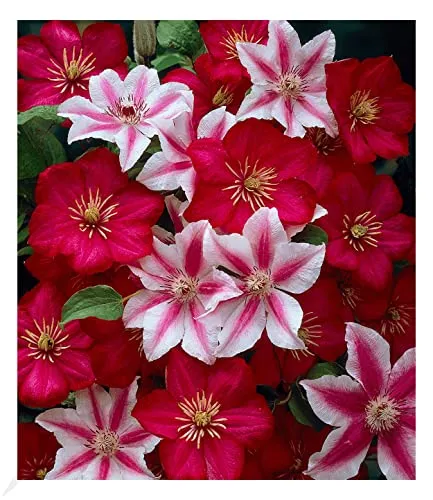 BALDUR Garten Clematis Nelly Moser & Ville de Lyon, 2 Pflanzen Klematis mehrjährige blühende Kletterpflanzen, winterhart, bienenfreundlich und schmetterlingsfreundlich, blühend, Clematis Hybride