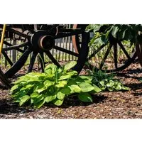Hosta Plantaginea Grandiflora Duftende Funkie Ca. 11x11 cm Topf