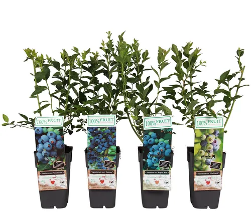 Dehner Heidelbeere 4er Set in blau von DEHN