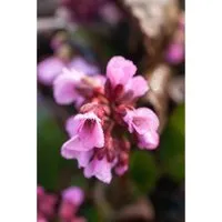Bergenia Cordifolia Rosi Klose Herzblatt Bergenie Ca. 11x11 cm Topf