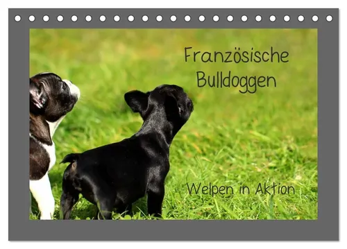 Französische Bulldoggen Tischkalender 2026 - CALVENDO - Hochwertiger Tischkalender mit 12 bezaubernden Bildern von verspielten Französischen Bulldoggenwelpen, ideal für Tierliebhaber und als Geschenk für jeden Anlass.