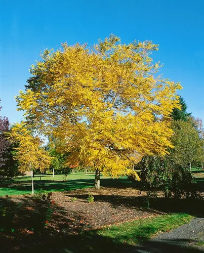 Kentucky-Kaffeebaum (Gymnocladus dioicus), 1 St.