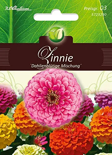 Zinnia, Zinnie,dahlienblütige Mg.
