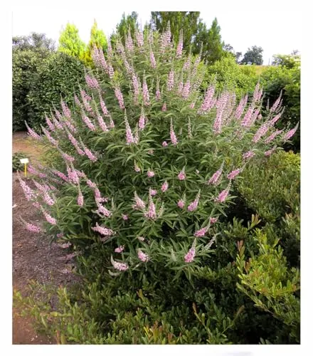 BALDUR Garten Mönchspfeffer 'Galactic Pink®' - Bienenfreundliche Pflanze - Samen & Pflanzen von Hecken & Sträuchern, zieht Bienen & Schmetterlinge an, extrem lange Blütezeit von Juli bis Oktober, winterhart und pflegeleicht.