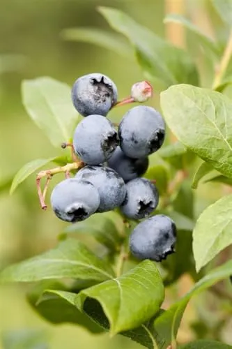 Vaccinium corymbosum 'Northland', Heidelbeere, 30–40 cm, ertragreich