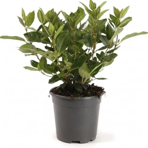 Viburnum tinus 25-30 cm – Immergrün, Mehrjährig, Pflegeleicht – Lorbeer-Schneeball – Heckenpflanze für Garten & Sichtschutz