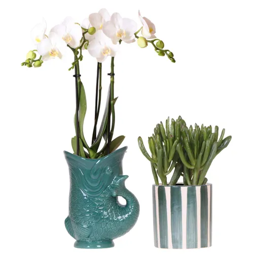 Exotenherz Zimmerpflanze Set: Weiße Amabilis-Orchidee & Sukkulente im 9cm Topf - Zimmerpflanzen-Set mit eleganter Amabilis-Orchidee und Crassula Hobbit. Die farbenfrohen Töpfe im mediterranen Stil bringen Urlaubsflair in Ihr Zuhause!