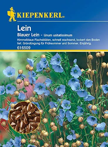 Gründünger Blauer Lein