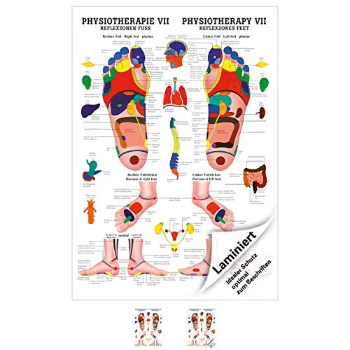 Sport-Tec Reflexzonen Fuss Mini-Poster Anatomie 34x24 cm medizinische Lehrmittel