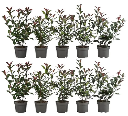 Dehner Purpur-Glanzmispel Carre Rouge - Buschige Heckenpflanze - Ideal für 2 Meter Hecke, 20-35 cm hoch, mit dichtem, glänzend dunkelgrünem Laub und purpurrotem Neuaustrieb. Lockt Bienen und Hummeln mit weißen Blüten ab April. Topfvolumen: 10 x 2 l.
