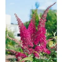 Buddleja Davidii Schmetterlingsstrauch Summer Beauty 60-100 cm – Farbenfrohe Blütenpracht - Der Buddleja davidii Summer Beauty ist ein pflegeleichter Blütenstrauch mit leuchtenden, purpur-lilafarbenen Blütenrispen. Er eignet sich hervorragend für Garten, Balkon und Terrasse und zieht mit seinen Blüten viele Schmetterlinge an.