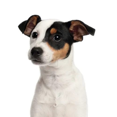 Fensterbild Jack Russell Terrier I beidseitig bedruckt I 24,6 x18,6 cm I dv_1322