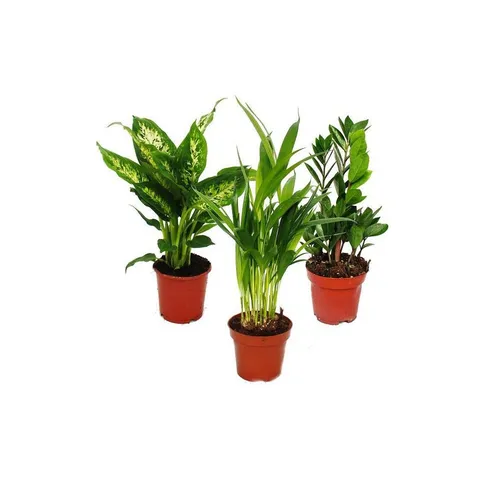 Exotenherz Zimmerpflanze Zimmerpflanzen-Mix I 3er Set Dieffenbachia-Areca-Palme-Zamio-Palme
